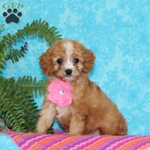 Katrina, Cavapoo Puppy